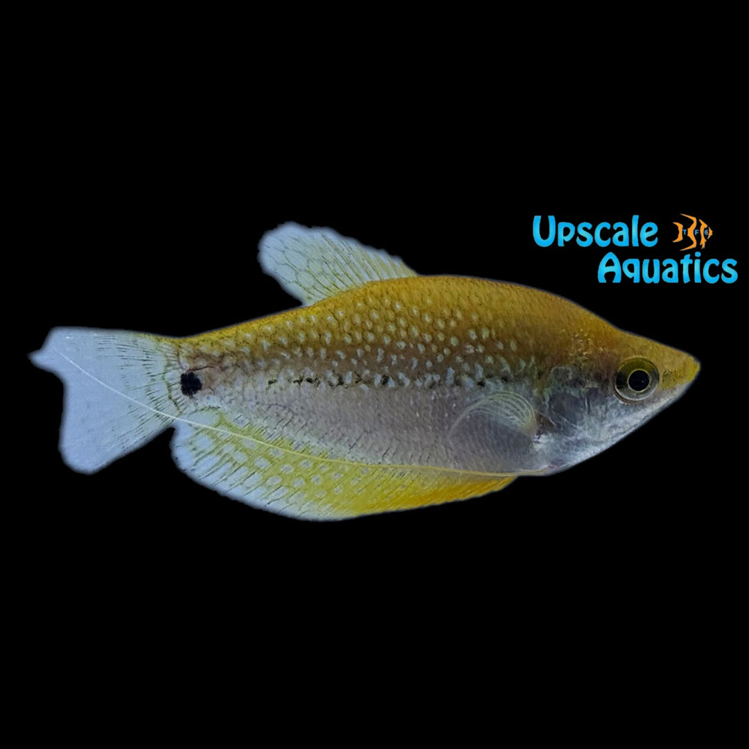 Gold Pearl Leeri Gourami (Trichopodus leerii)