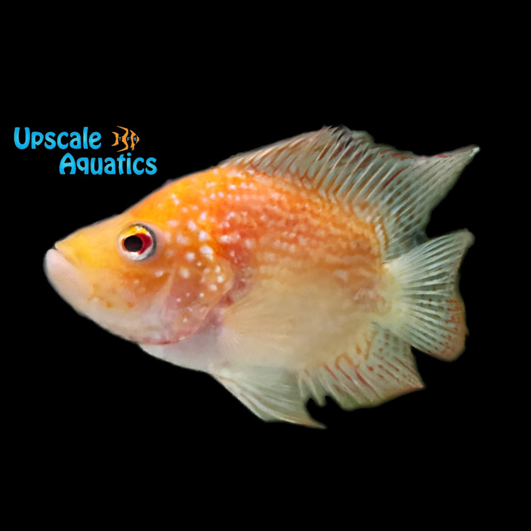 Balloon Red Texas Cichlid (Herichthys cyanoguttatum red)