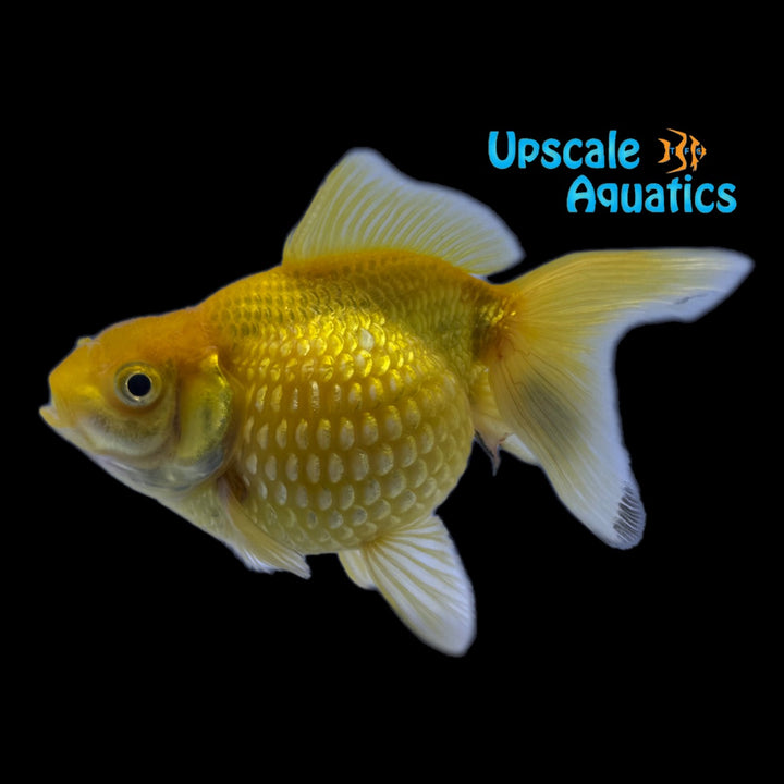 Assorted Pearlscale Goldfish (Carassius auratus)