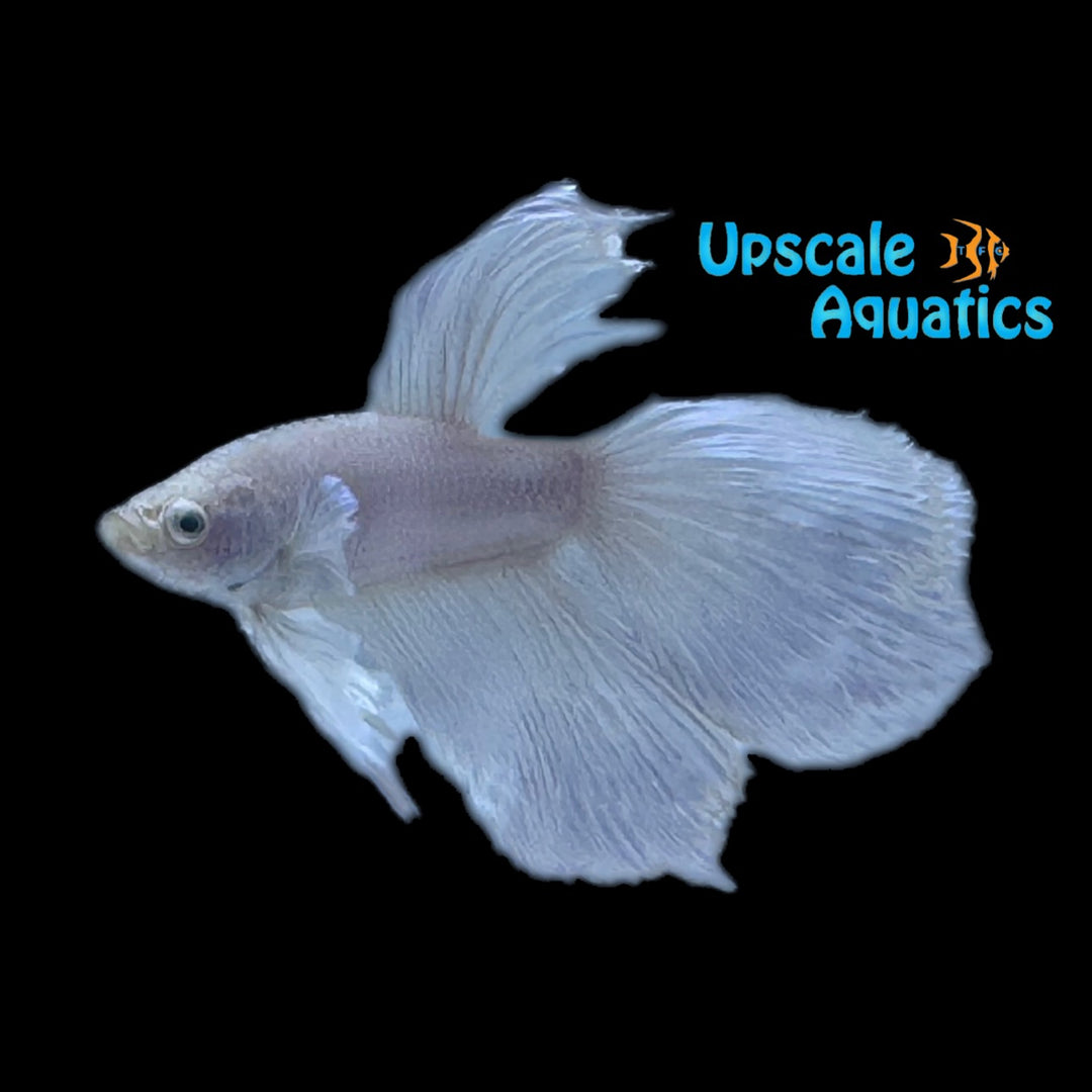 Platinum White Halfmoon Betta - Male (Betta splendens)