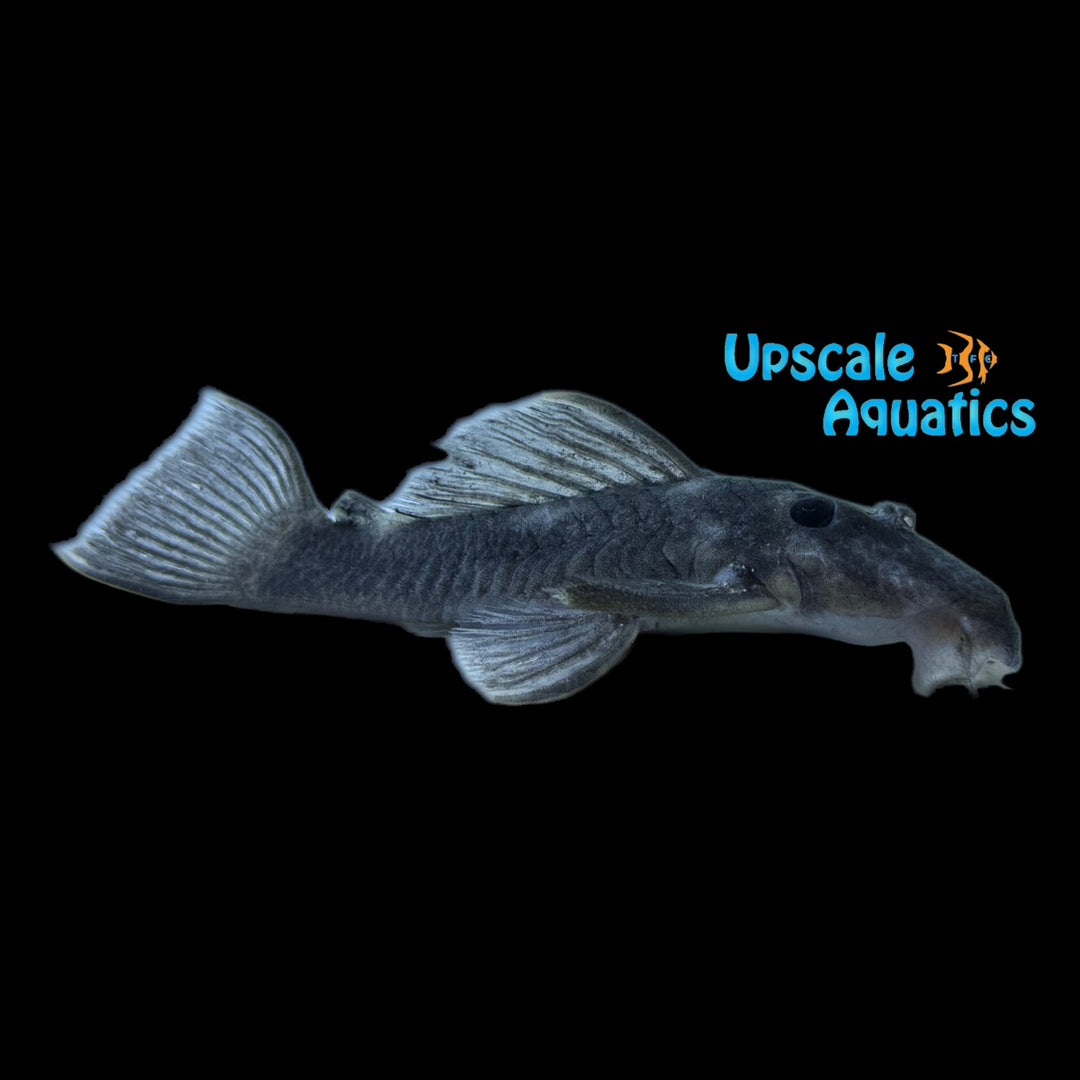 Tapajos Pearl Spot Pleco (Spectracanthicus murinus)