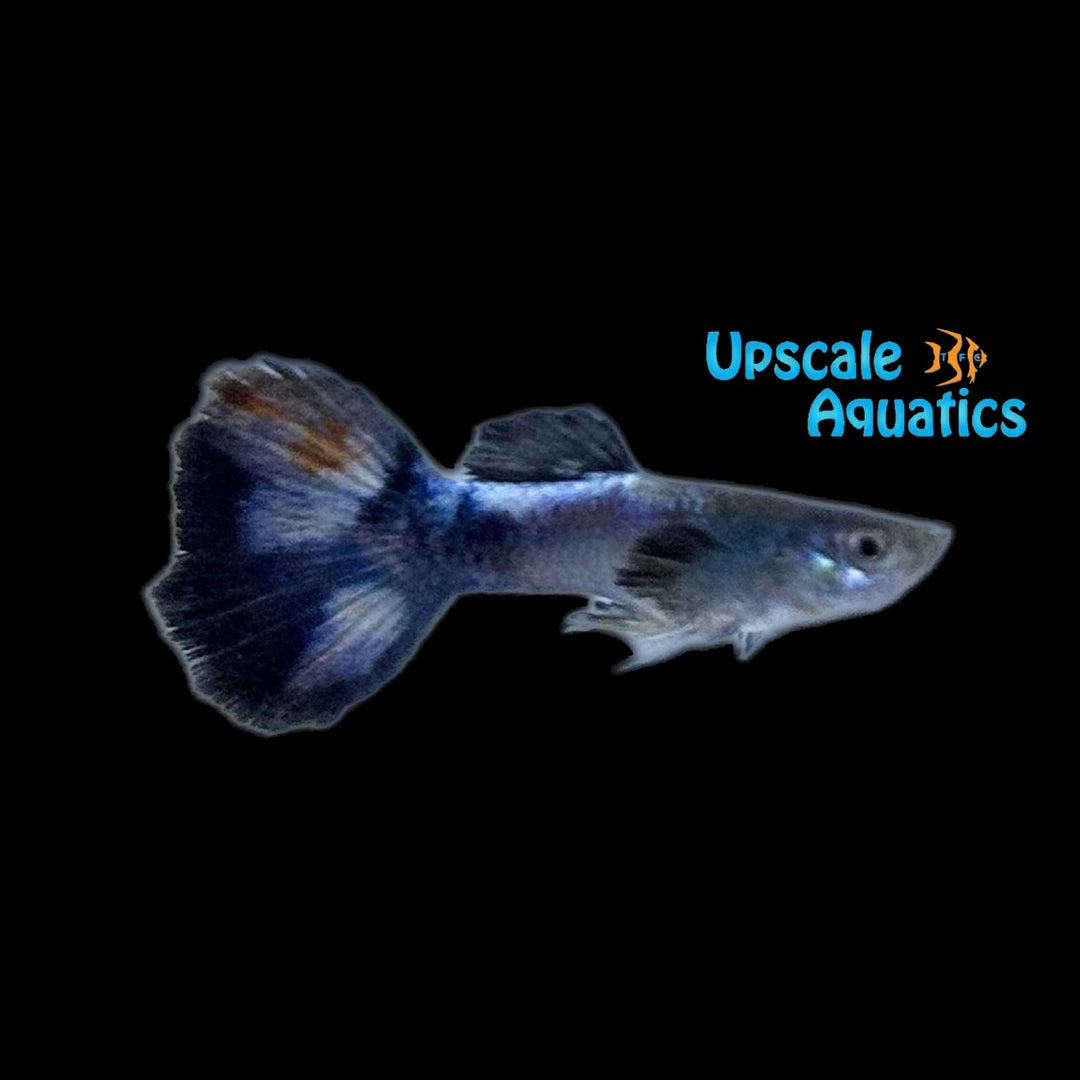 Purple Butterfly Guppy (Poecilia reticulata)