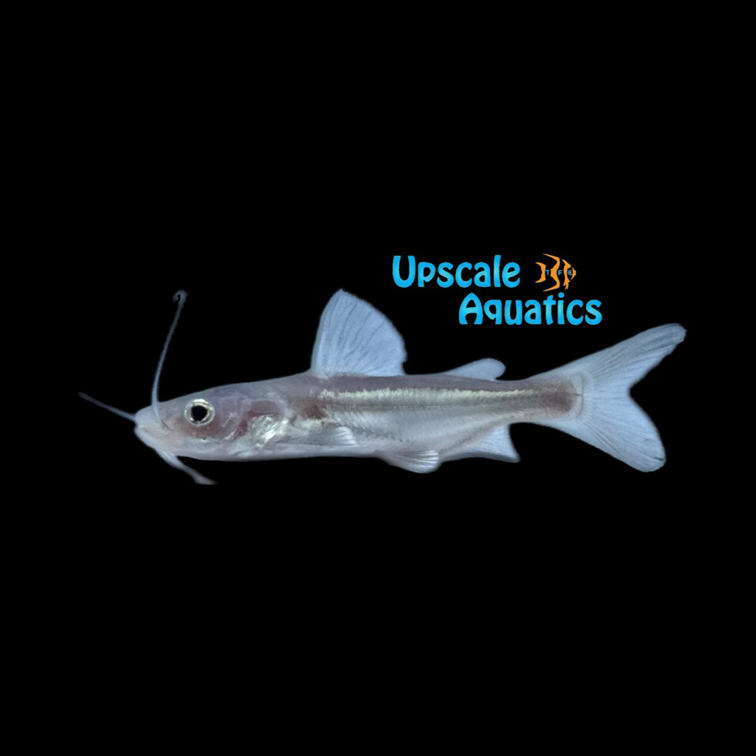 Redtail Catfish x Iridescent Shark Hybrid (Phractocephalus hemioliopterus x Pangasianodon hypophthalmus)