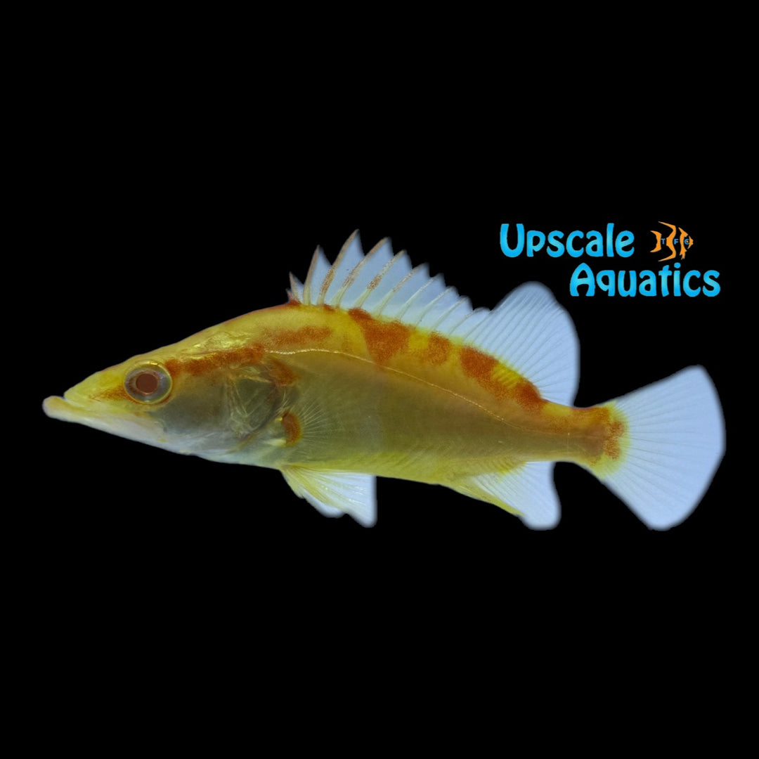 Albino Chinese Perch (Siniperca chuatsi)