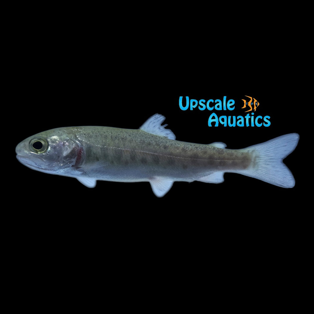 Rainbow Trout (Oncorhynchus mykiss)