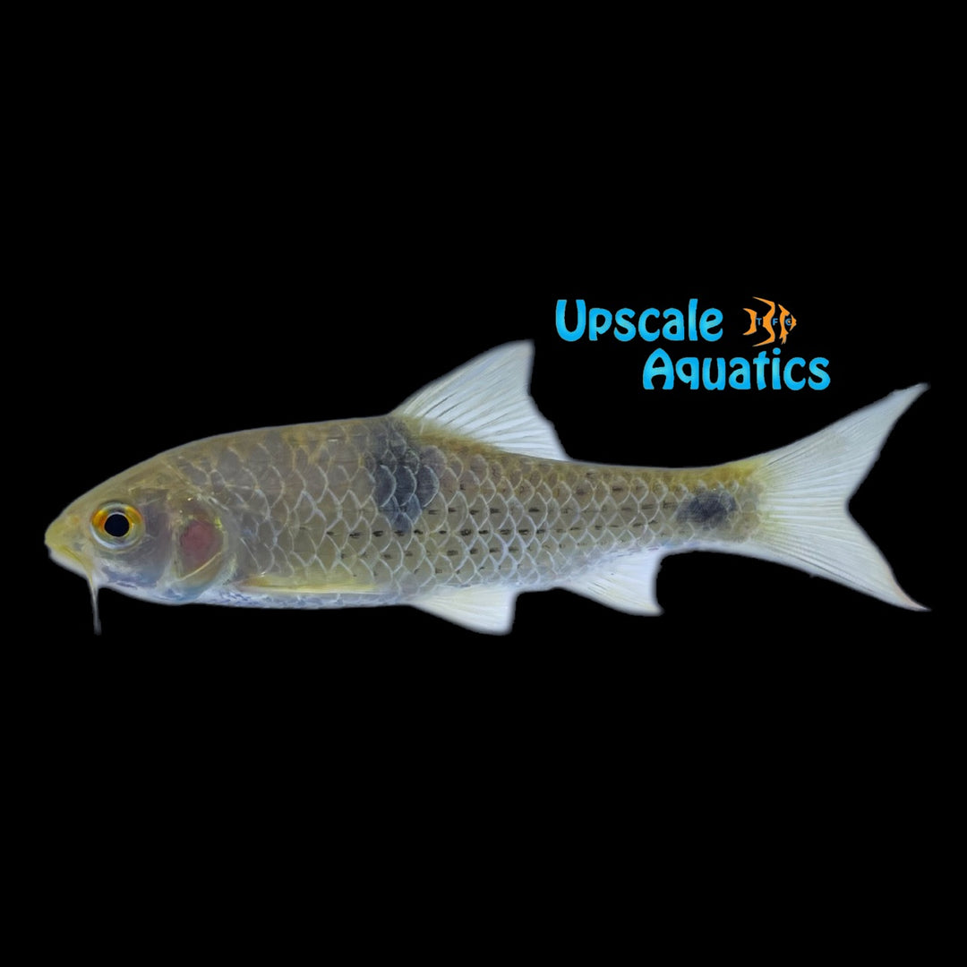 Olive Barb (Systomus sarana)