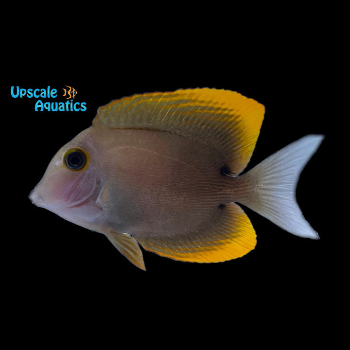 Tomini Tang (Ctenochaetus tominiensis)