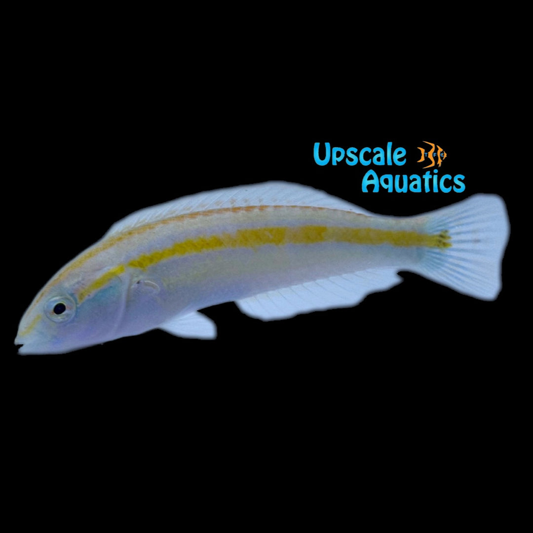 Ceylon Wrasse (Halichoeres zeylonicus)