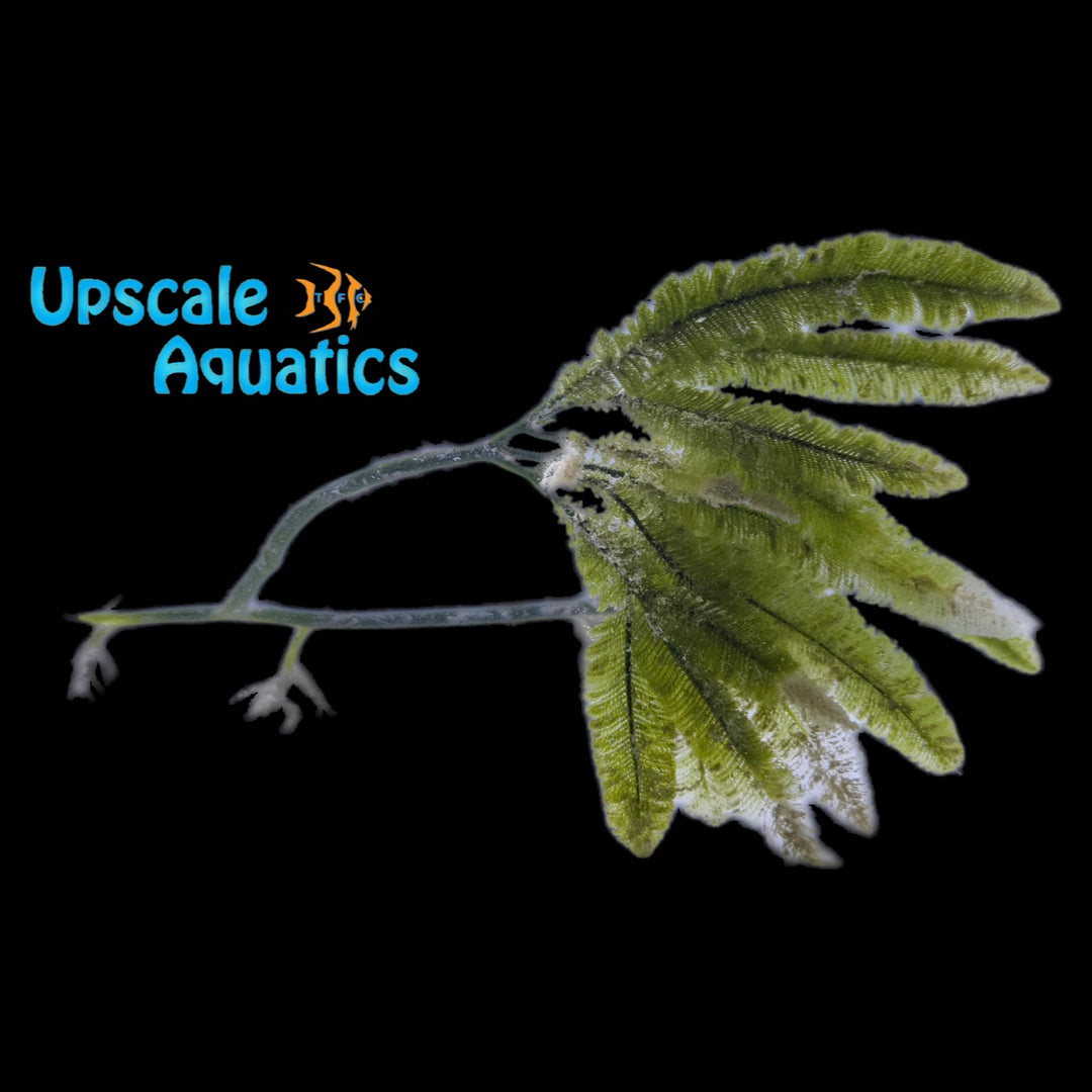 Feather Caulerpa Macroalgae (Caulerpa mexicana)
