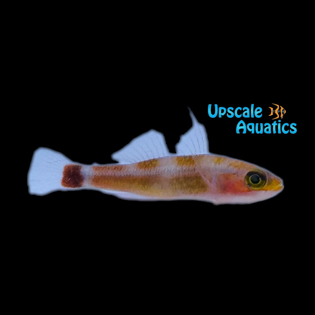 Blotched Tail Pygmy Goby (Trimma caudomaculatum)