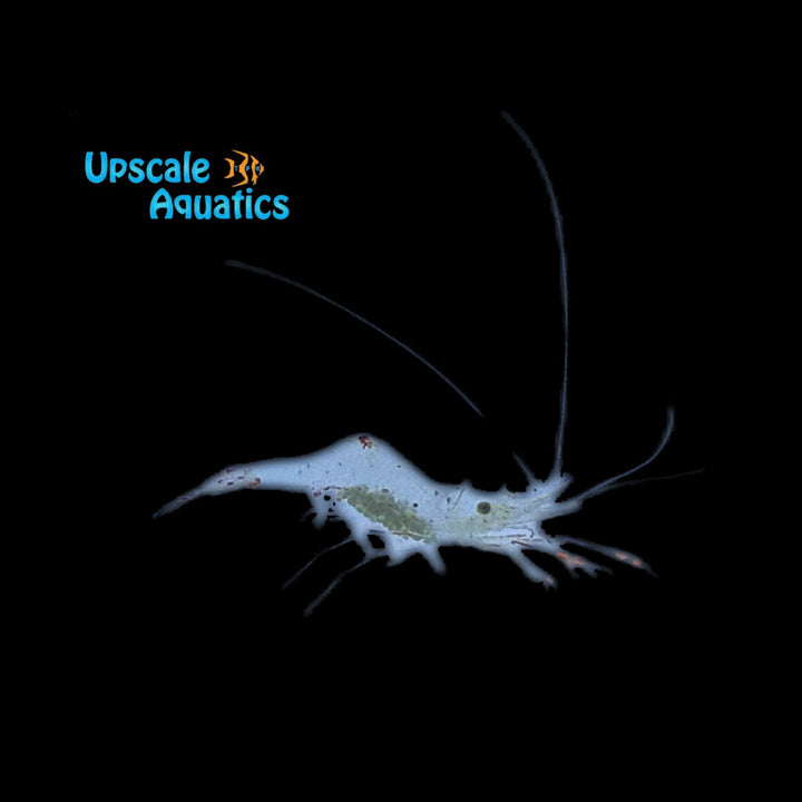 Anton Brunni Cleaner Shrimp (Urocaridella antonbruunii)