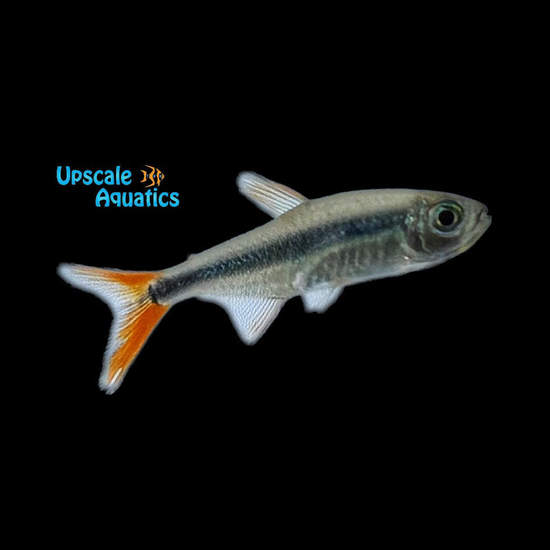 Redtail Penguin Tetra (Thayeria sp. red teles pires)