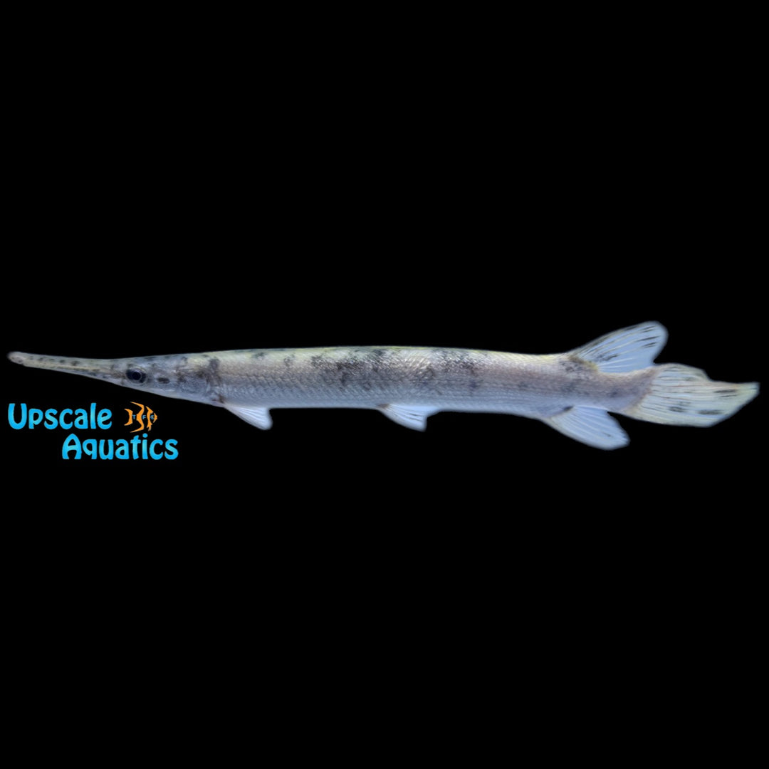 Golden Marbled Florida Gar (Lepisosteus platyrhincus)