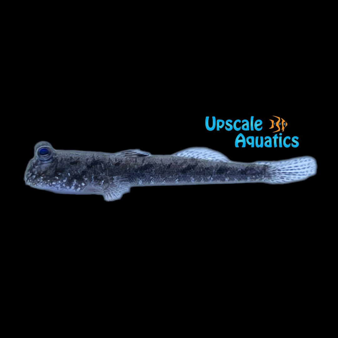 Graceful Dwarf Mudskipper (Periophthalmus gracilis)