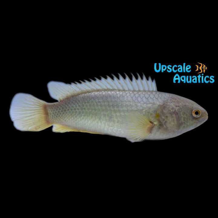 Golden Climbing Perch (Anabas testudineus)