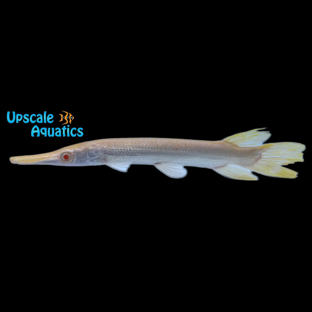 Golden Albino Alligator Gar (Atractosteus spatula)