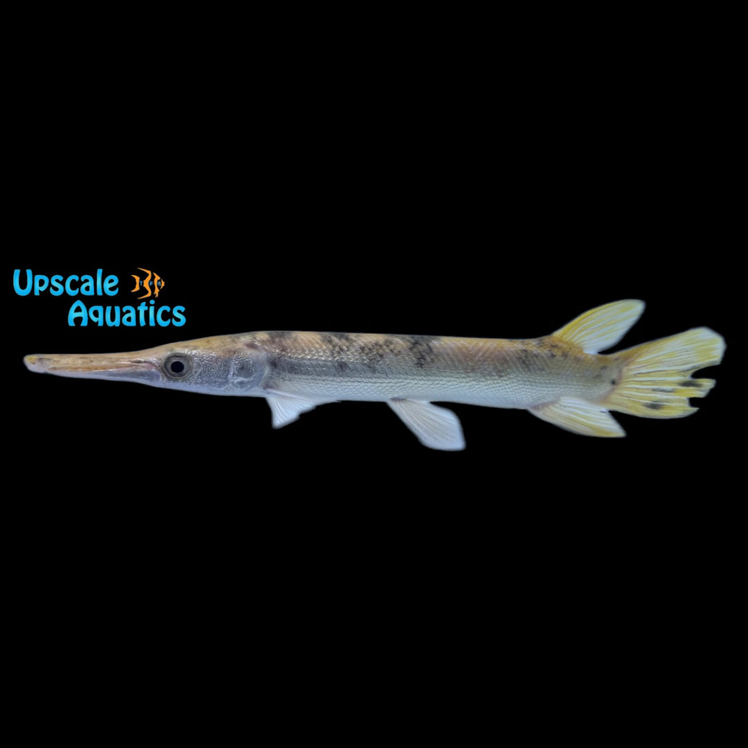 Golden Marbled Alligator Gar (Atractosteus spatula)