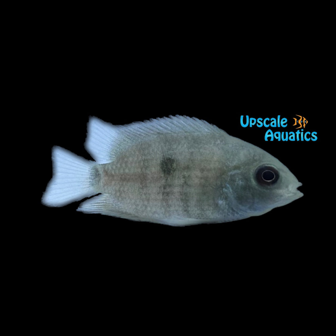 Bujurqui Cichlid 'Dwarf Severum' (Heroina isonycterina)
