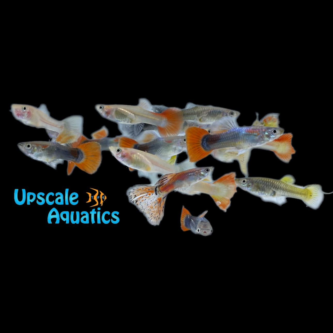 Fancy Guppies (Poecilia reticulata) Live Feeder Fish