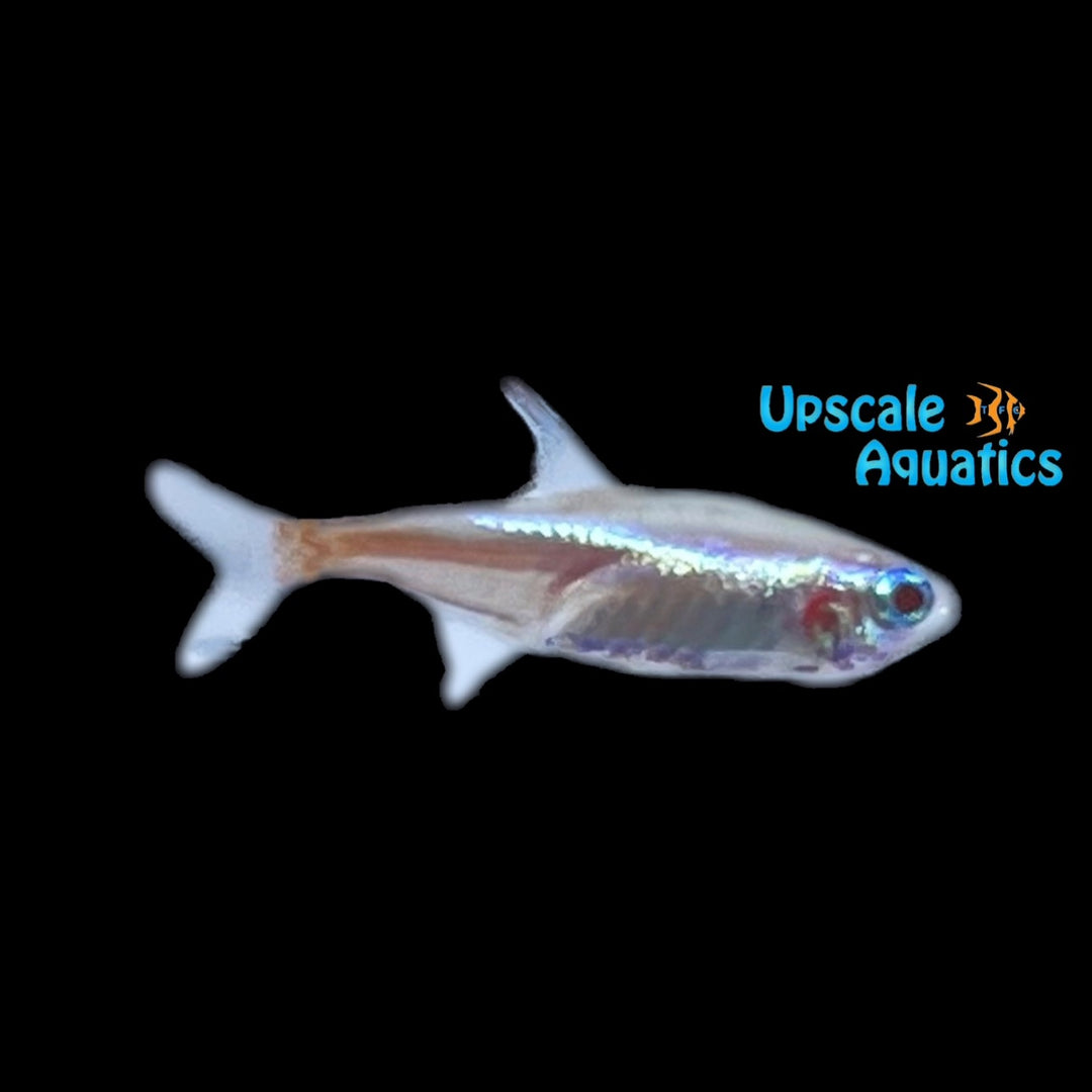 Albino Neon Tetra (Paracheirodon innesi)