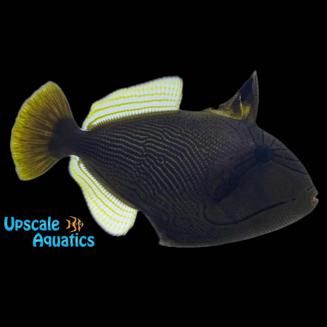 Black Trigger Hybrid (Melichthys indicus x Sufflamen fraenatum)