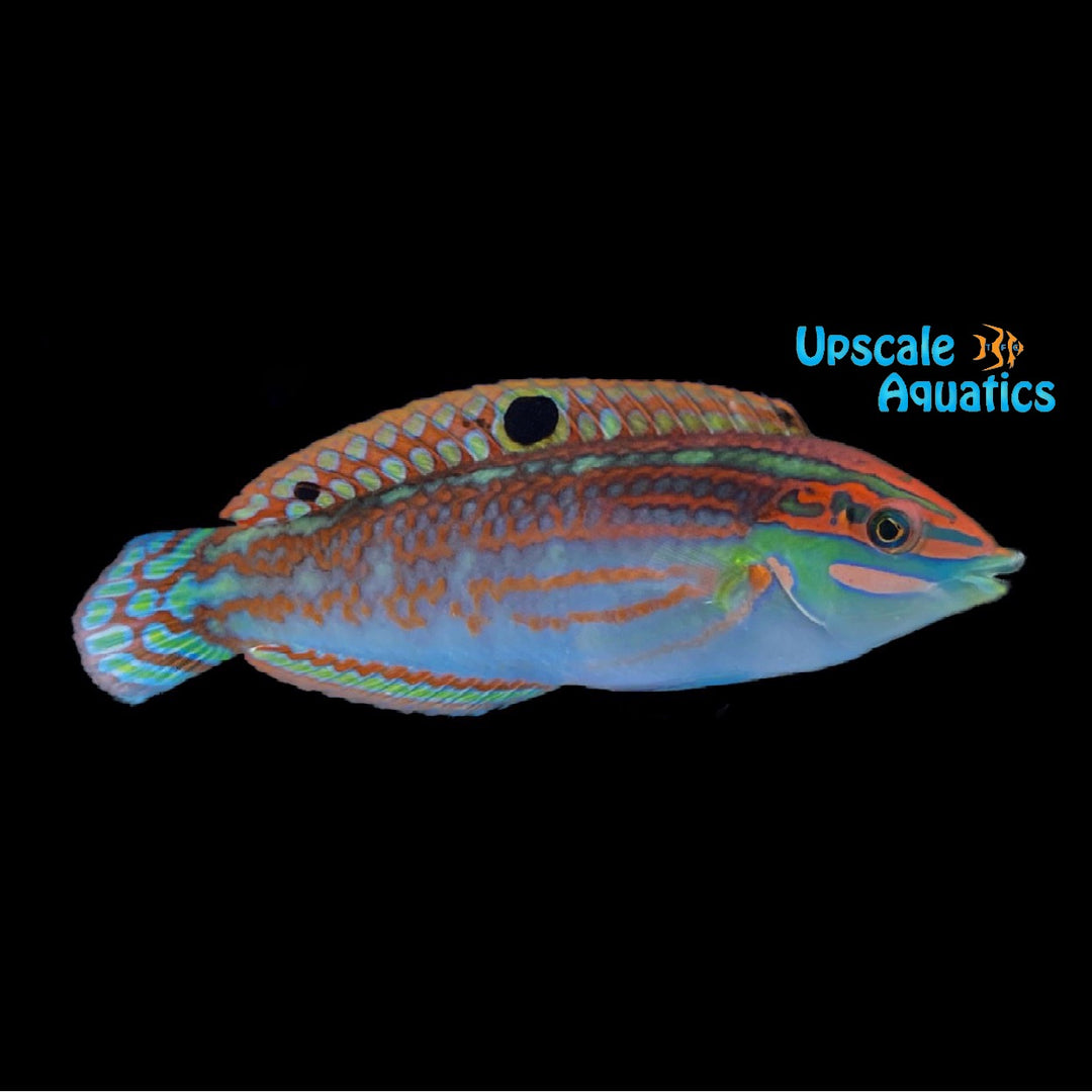 Claudia Christmas Wrasse (Halichoeres claudia)