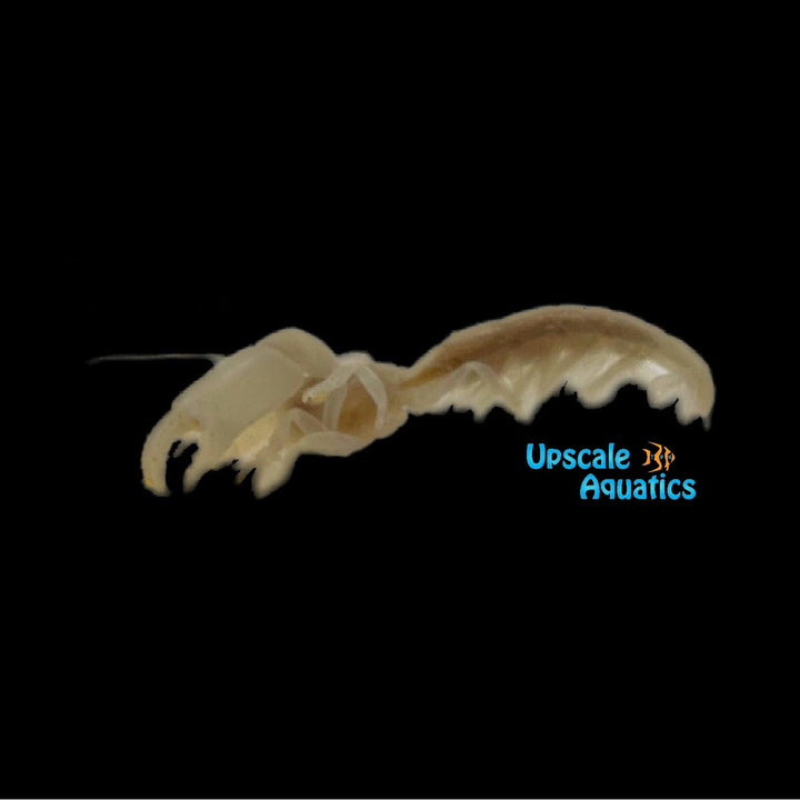 Clawed Ghost Shrimp (Neotrypaea sp.)