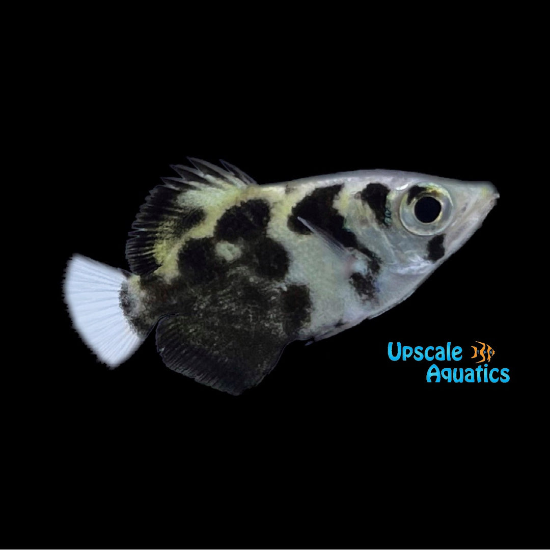 Clouded Archerfish (Toxotes blythii)