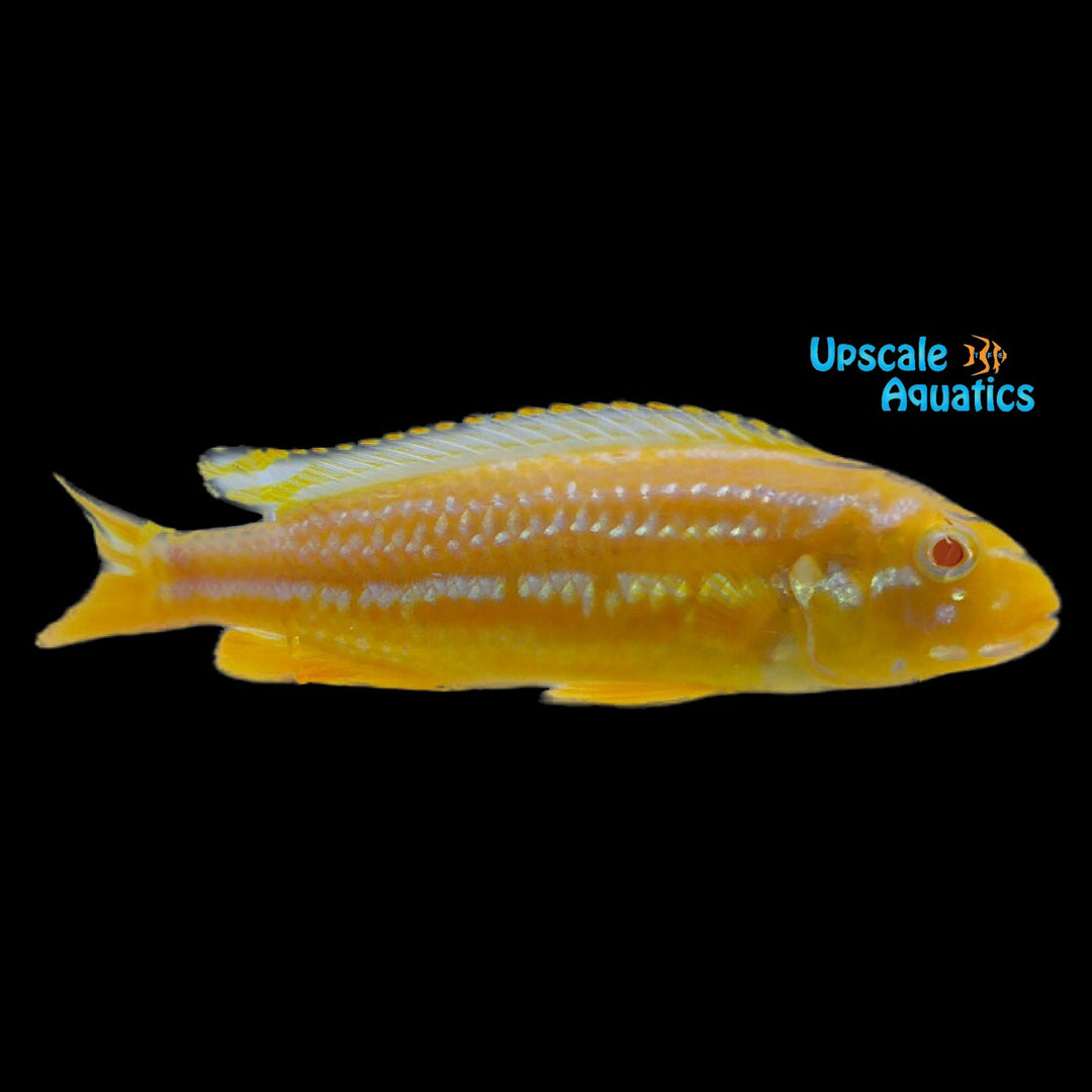 Albino Auratus Cichlid (Melanochromis auratus albino)