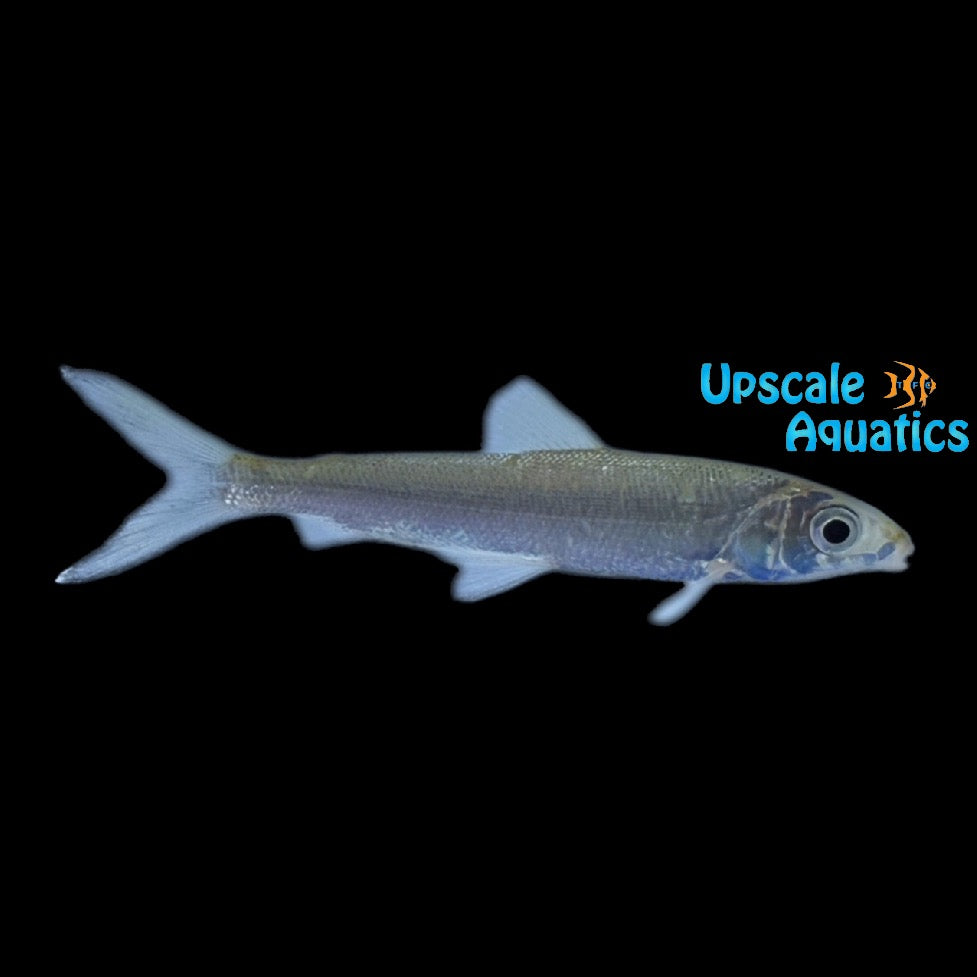 Eartheater Hemiodus (Bivibranchia fowleri)