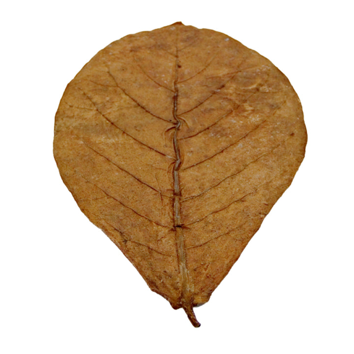 HydrOasis Catappa Leaves