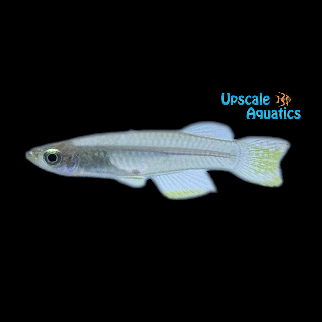 Emerald Green Lampeye Killifish (Poropanchax luxophthalmus)