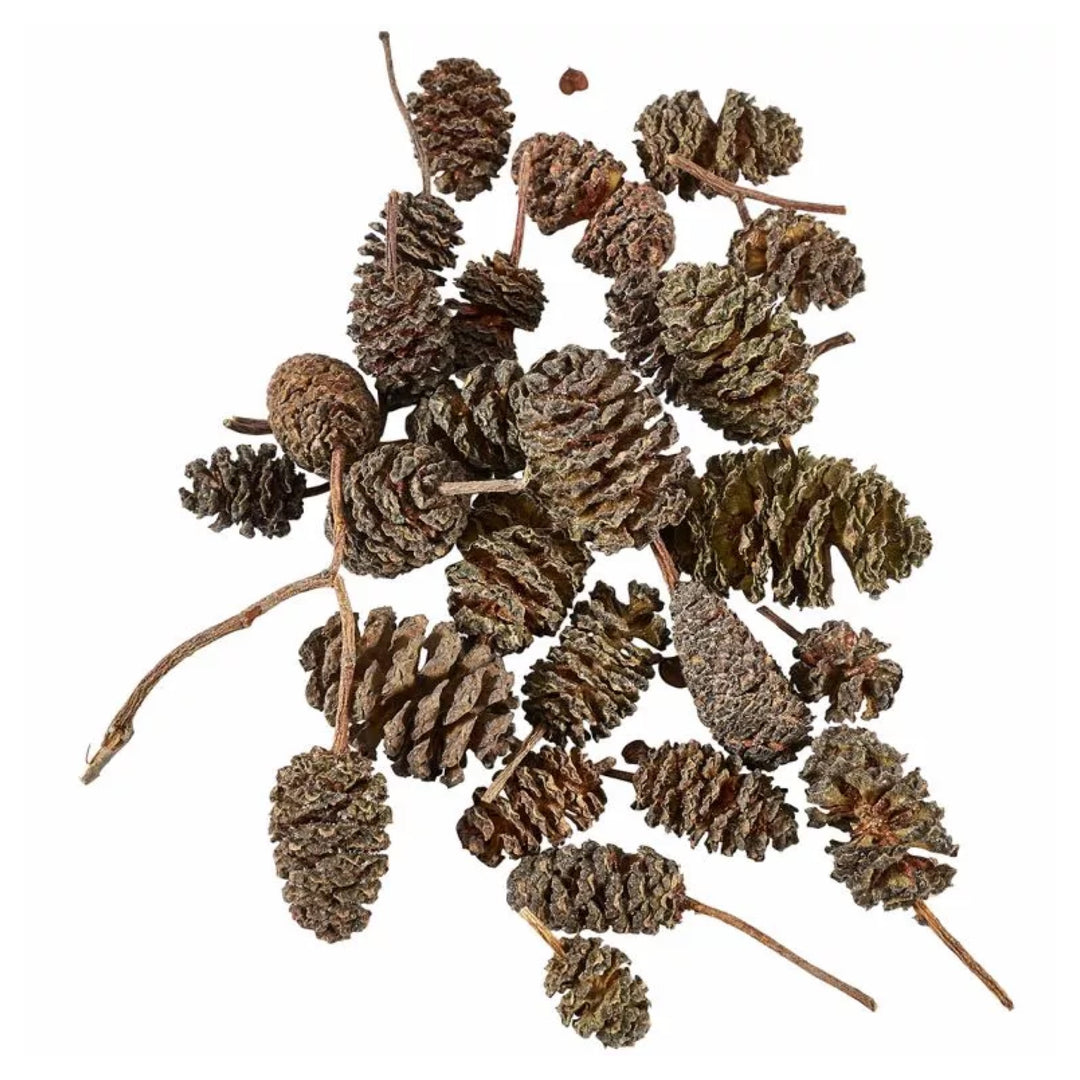 Liquid Gardens Alder Cones 25pk