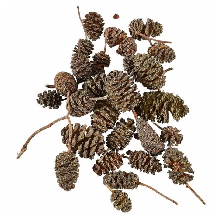 Liquid Gardens Alder Cones 25pk