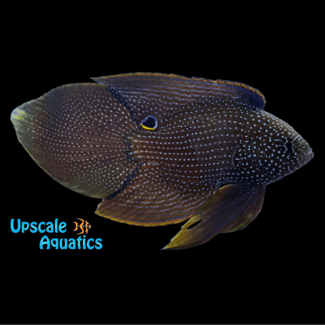 Fine Spotted Marine Betta (Calloplesiops argus)
