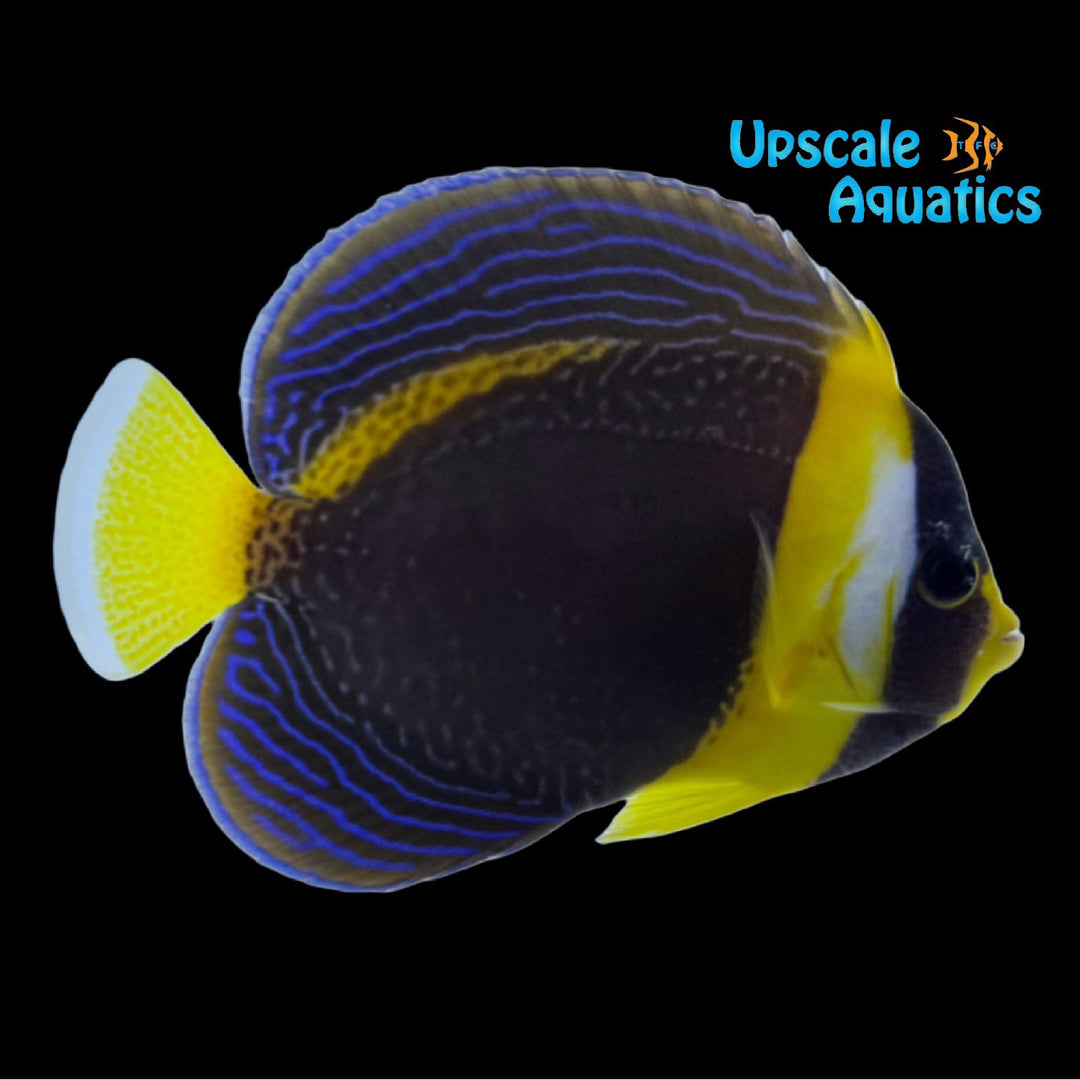 Scribbled Angelfish (Chaetodontoplus duboulayi)