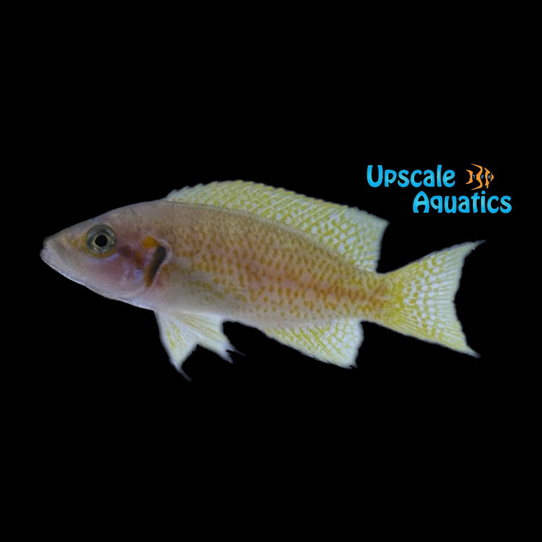Neolamprologus Helianthus