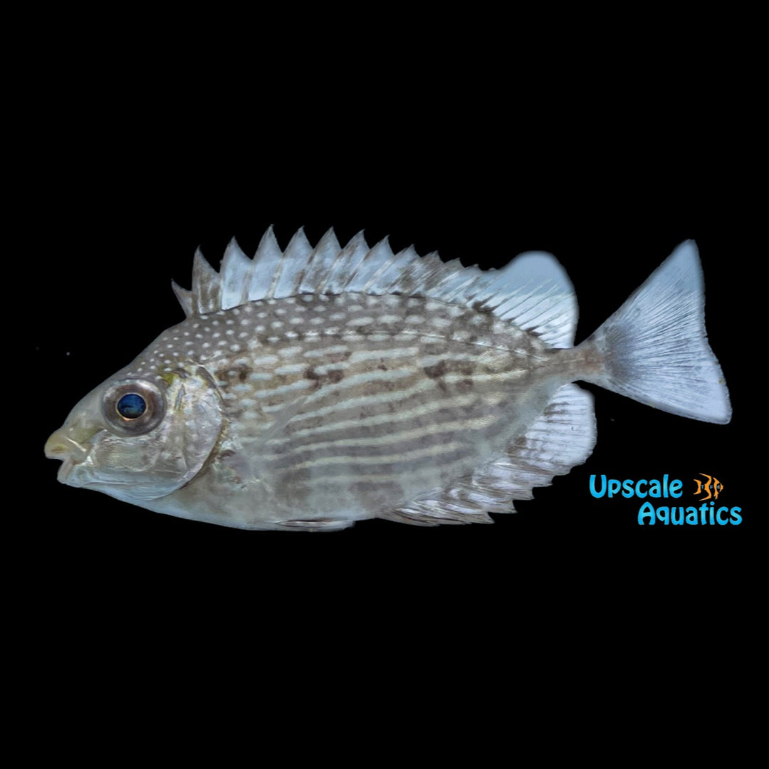 Java Rabbitfish (Siganus javus)