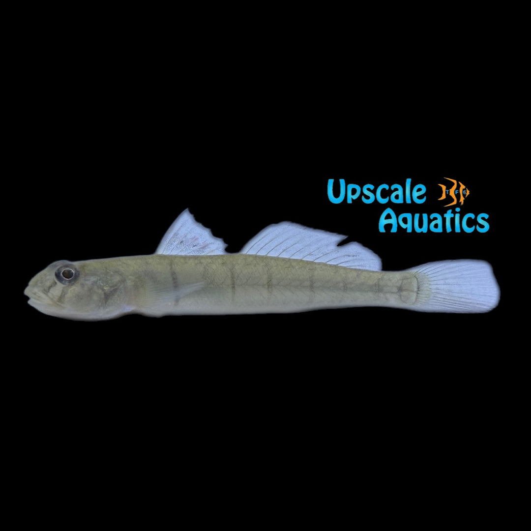 Candy Stripe Goby (Awaous flavus)