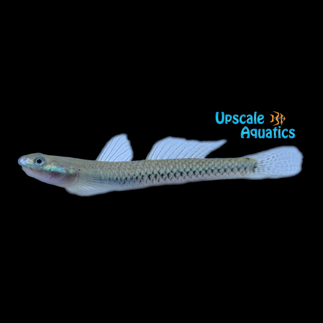 Green Riffle Stiphodon Goby (Stiphodon elegans)