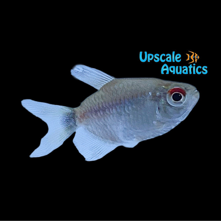 Balloon Red Eye Tetra (Moenkhausia sanctaefilomenae var balloon)
