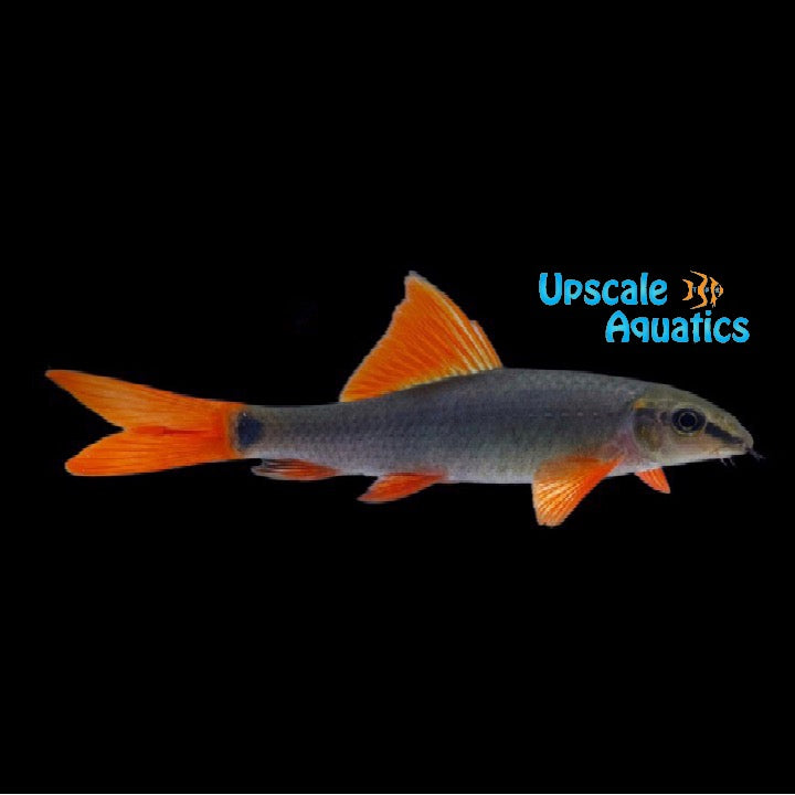Rainbow Shark (Epalzeorhynchos frenatum)