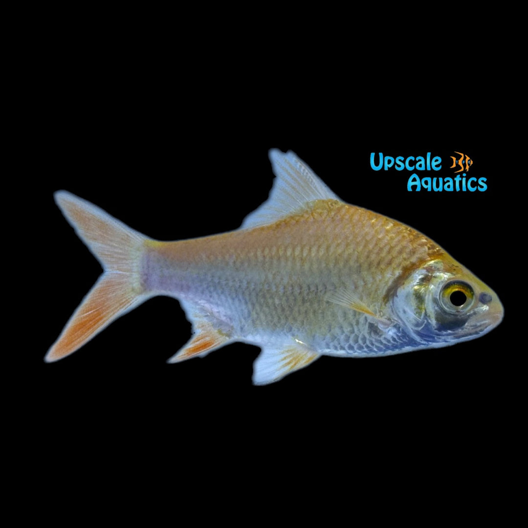 Golden Tinfoil Barb (Barbonymus altus gold)