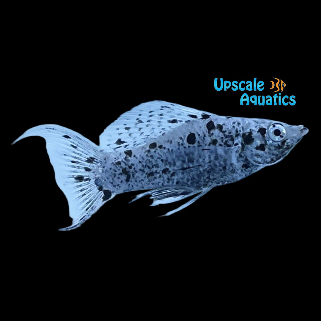 Dalmatian Lyretail Molly (Poecilia latipinna)