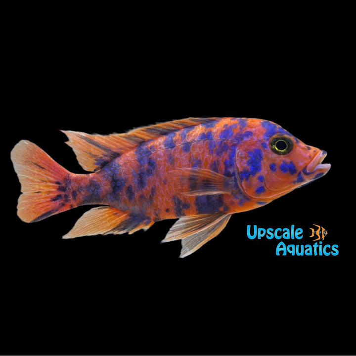 OB Peacock (Aulonocara sp. OB)