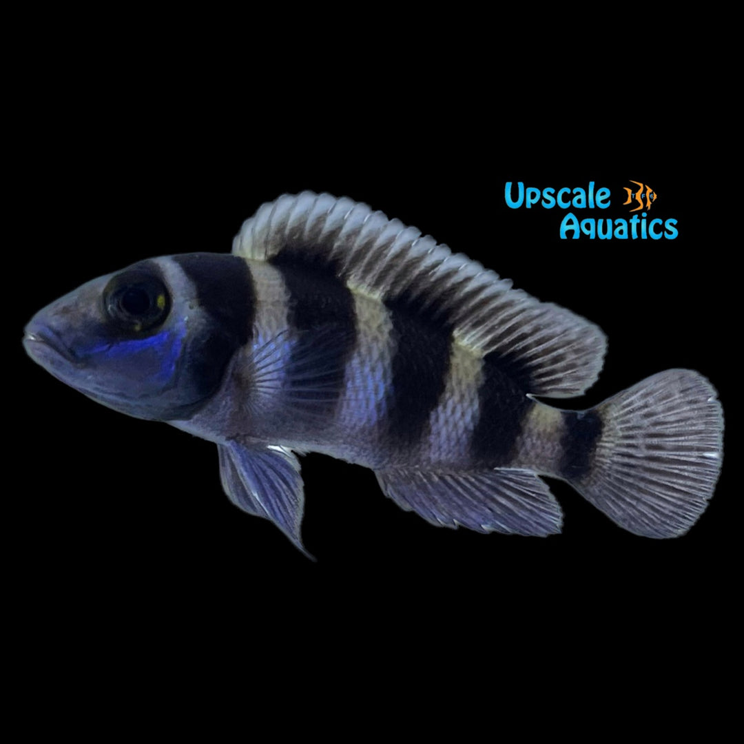 Neolamprologus Tretocephalus