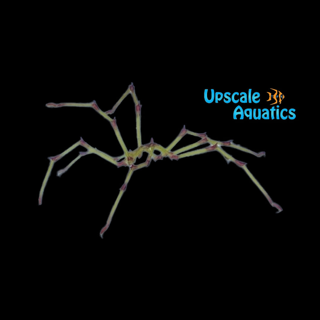 Sea Spider (Pycnogonida sp.)