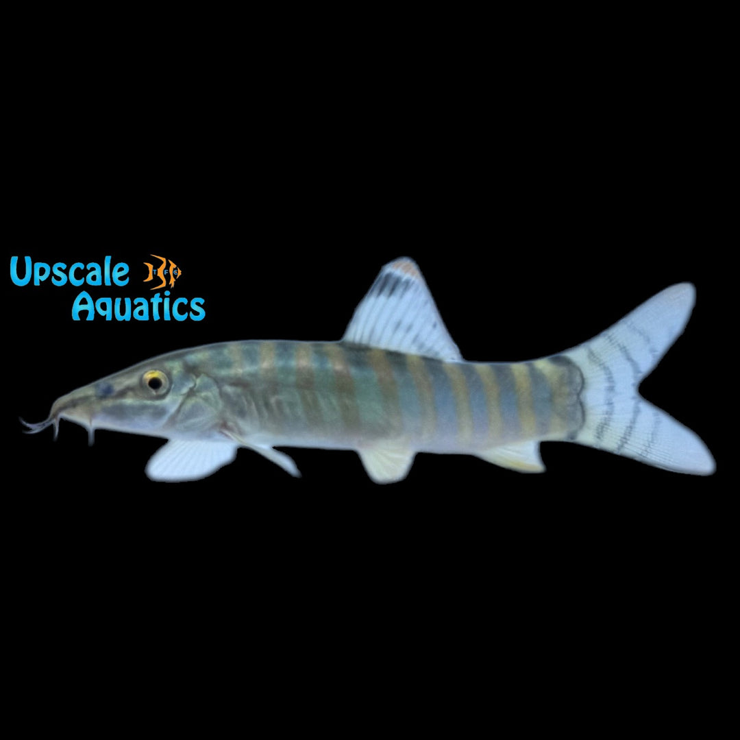 Tiger Botia (Syncrossus helodes)