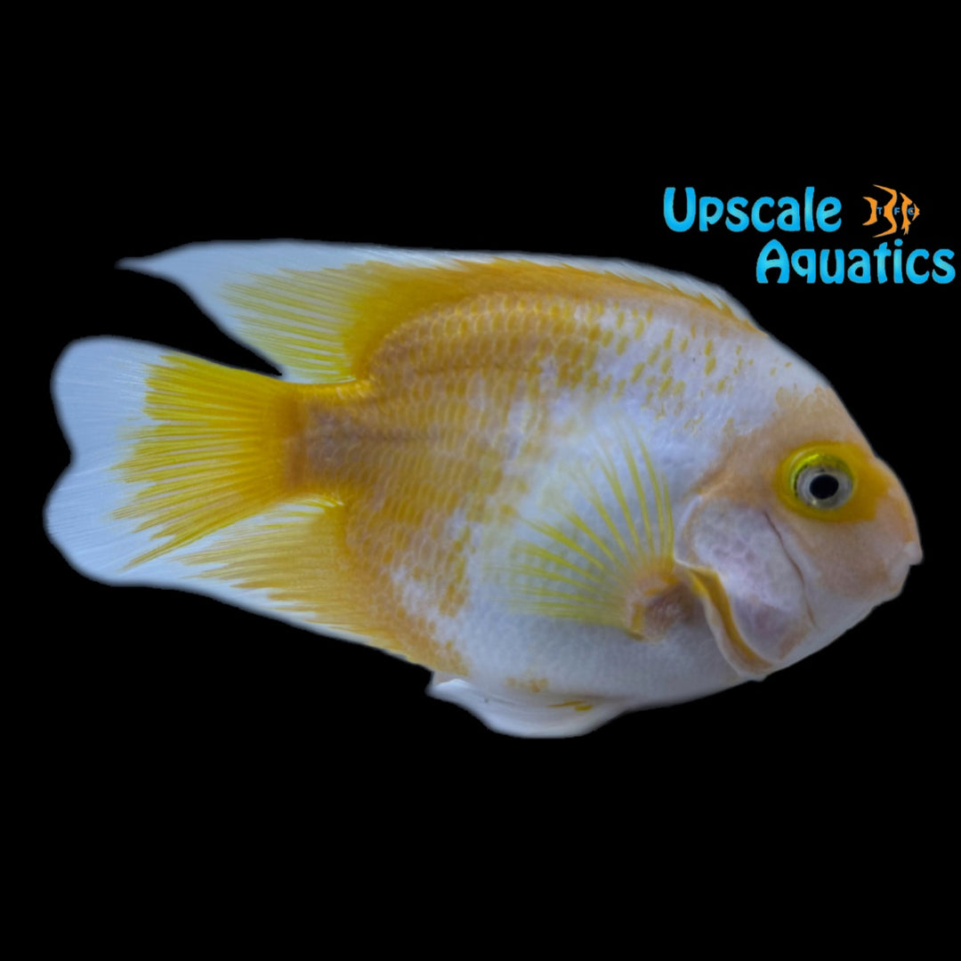 Yellow & White Parrot Cichlid (Cichlasoma x)