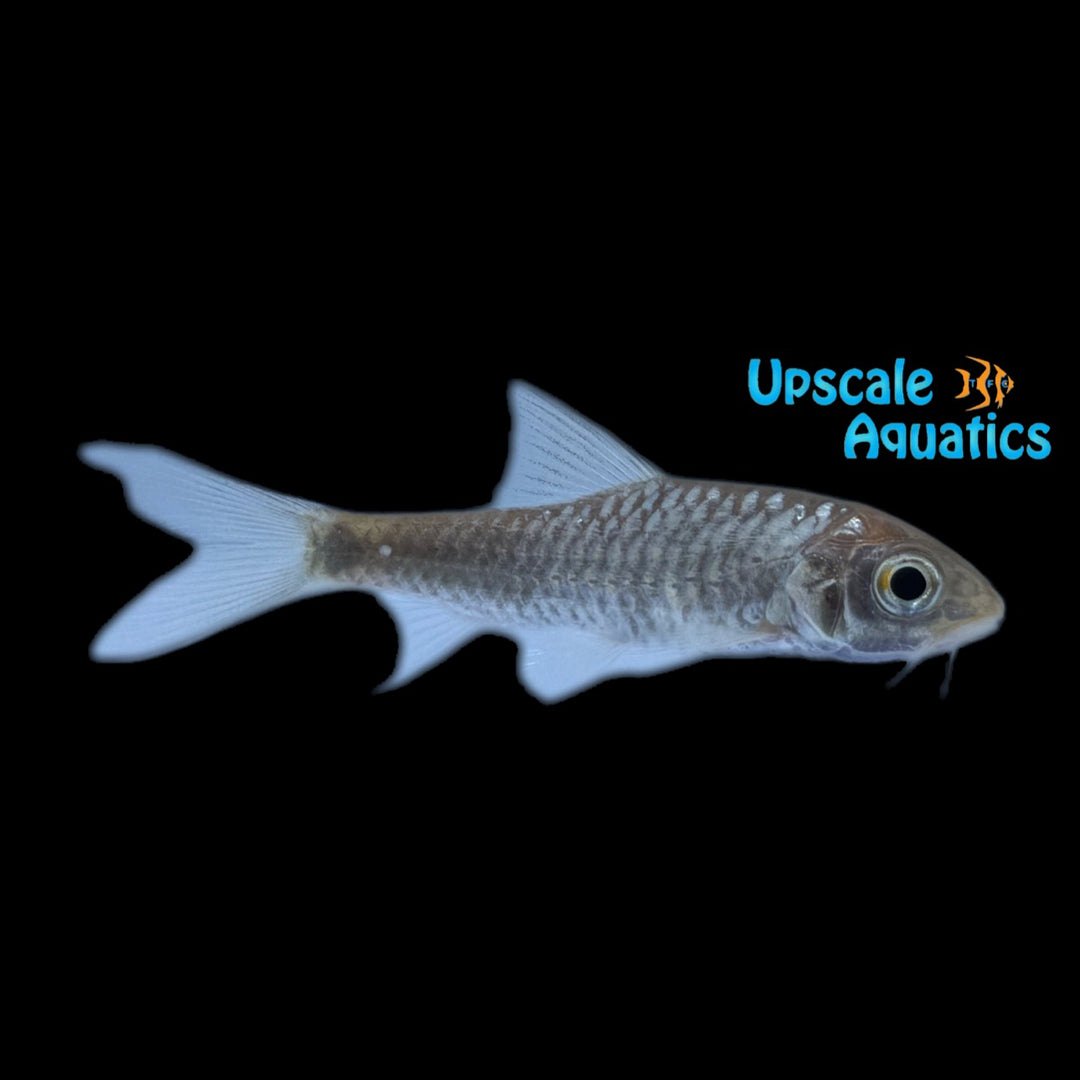 Blue Mahseer (Neolissochilus stracheyi)